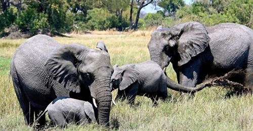  Muere un supuesto cazador furtivo pisoteado por elefantes en Sudáfrica