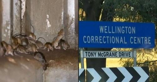  Australia: Una plaga de ratones obliga a evacuar a presos de una cárcel para reparar los daños causados